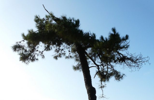 O Esplendor na Natureza