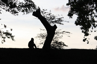O Macaco cingalês obsersando paisagem ao entardecer