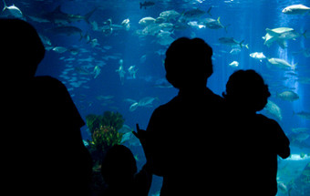 Oceanário de Lisboa comemora 17 milhões de visitantes