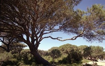 Oito horas e meia a limpar a Mata dos Medos