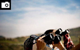 Onde está o andorinhão? 9