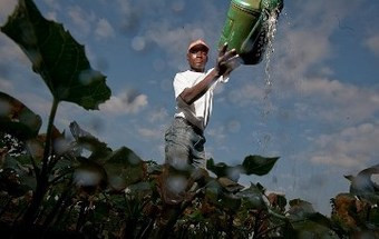 ONU pede mais de 600 milhões de euros para prestar apoio a agricultores em crise