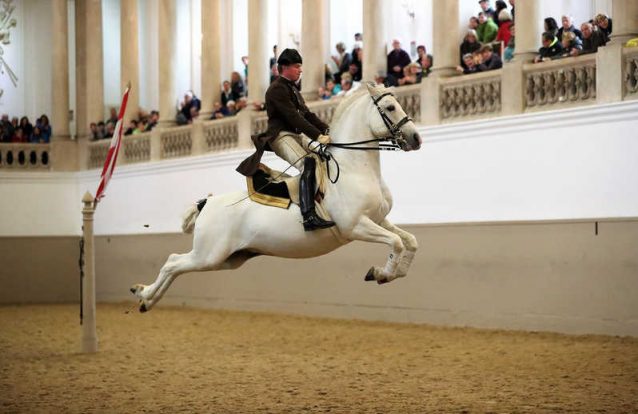 Os cavalos brancos do império falam Esloveno