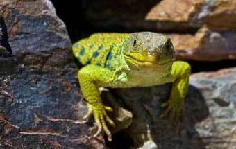 Os gigantes que nos visitam... e os pequenos que vivem ao nosso lado 15