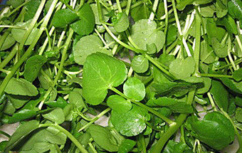Os superpoderes de um vegetal