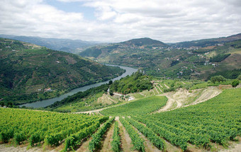 Os vinhos Champalimaud