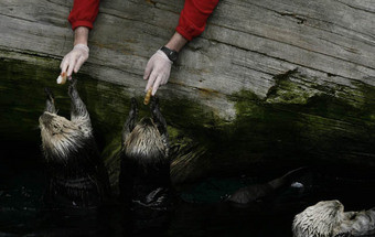 Passámos 24 horas no Oceanário de Lisboa 30