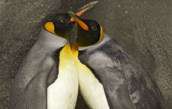 Pinguins gays adotam cria