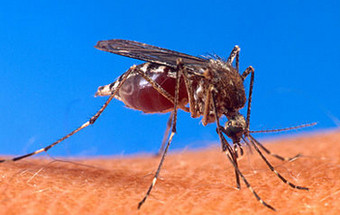 Porque é que os mosquitos 'gostam' mais de umas pessoas do que de outras?