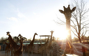 Quantos animais saudáveis são abatidos nos zoos?