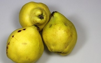 Quem quer apanhar marmelos?