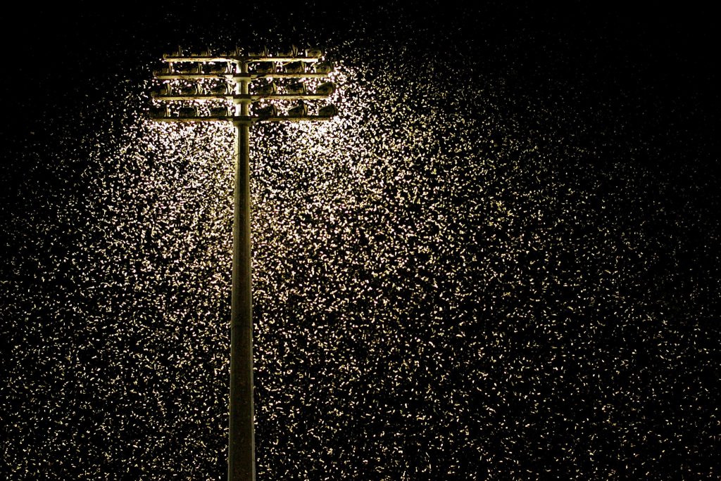 Se queremos salvar os insetos teremos de apagar as luzes