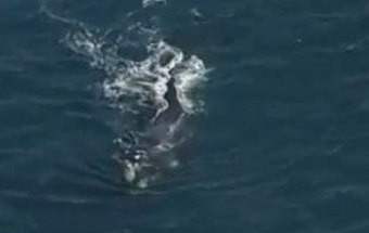 Surfista inconsciente depois de atingido pela cauda de uma baleia
