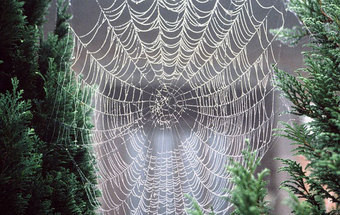 Teias de aranha em grande escala podem evitar a queda de aviões