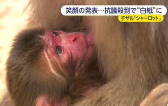 Uma macaca chamada Charlotte? Não, para não melindrar os britânicos.