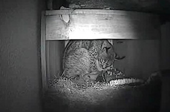 Veja o vídeo das duas crias que nasceram no domingo de Páscoa