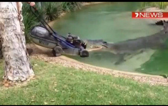 VÍDEO: Crocodilo "ataca" cortador de relva e faz sucesso na Internet