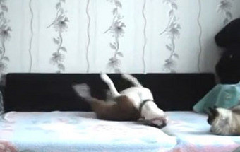 Vídeo mostra o que faz um cão sozinho em casa e torna-se viral