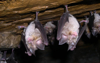 Voluntários contribuem para o primeiro Atlas dos Morcegos de Portugal