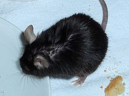 256px-Black_6_mouse_drinking.jpg