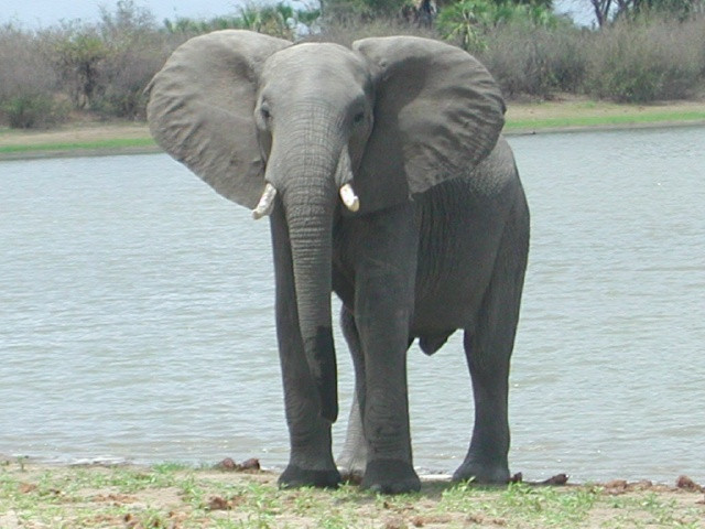 elefante.jpg