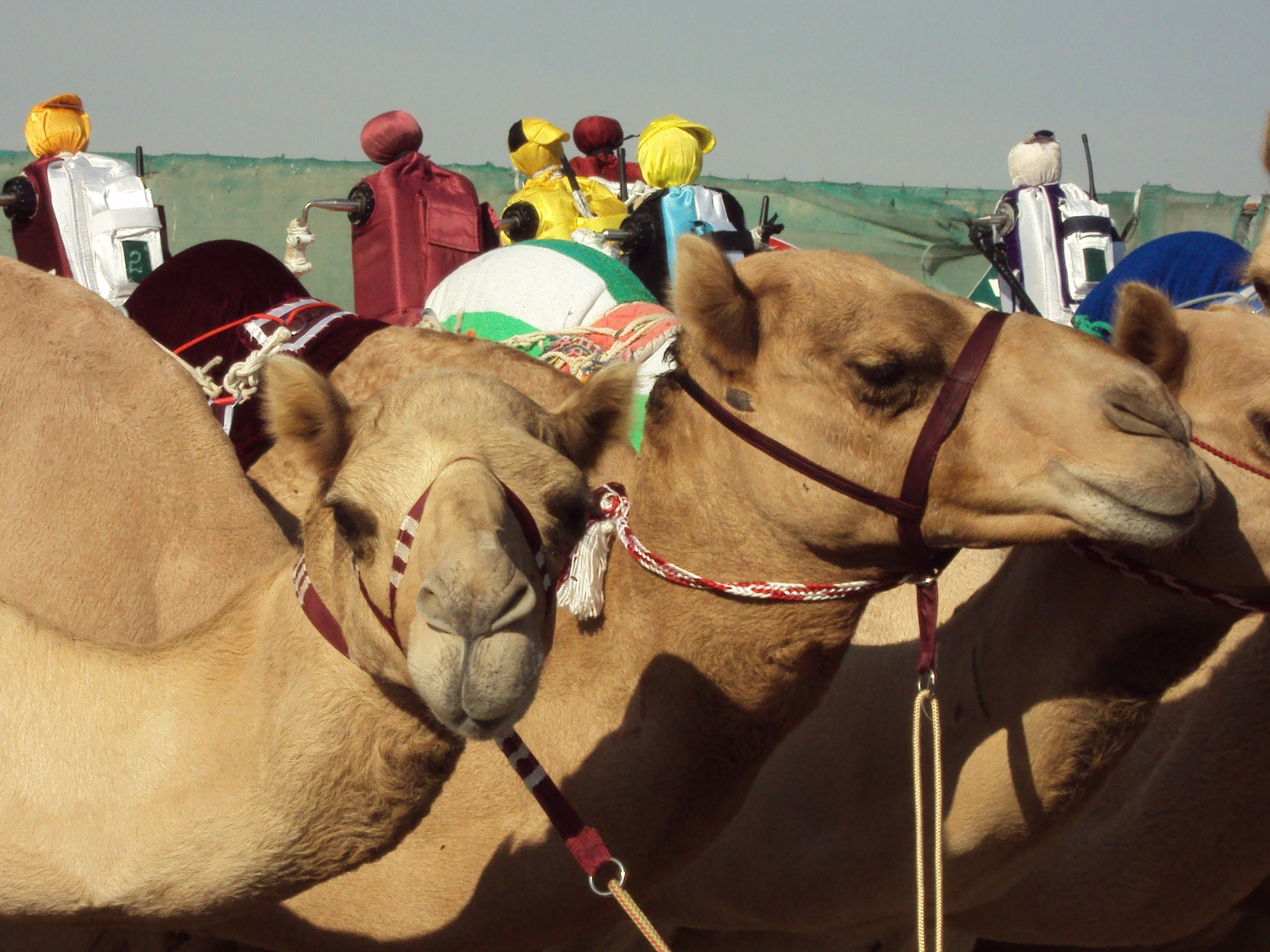 camel-race-1.jpg