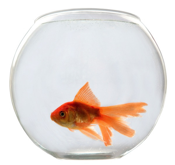 goldfish-bowl-small.jpg