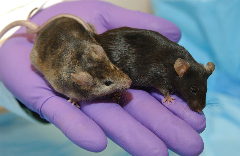 ratos.jpg