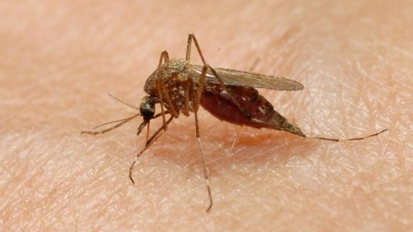 malaria-20121109-size-598.jpg