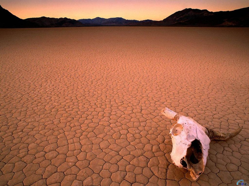 skull-dry-desert.jpg
