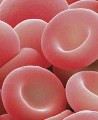 Cientistas britânicos criam sangue artificial
