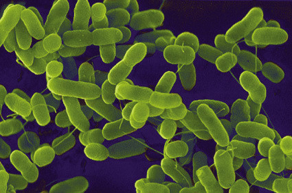 A bactéria E.coli pode tornar-se programável em breve