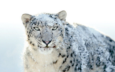 users_0_14_snow-leopard-a274.jpg