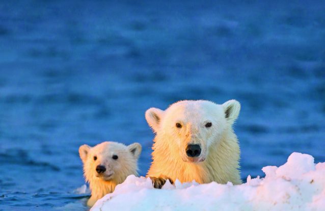 urso polar alterações climáticas