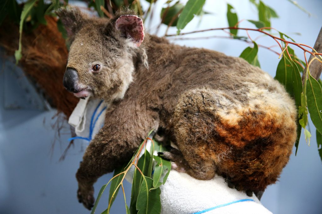 Koala Hospital Works To Save Injured Animals Following Bushfires Across Eastern Australia