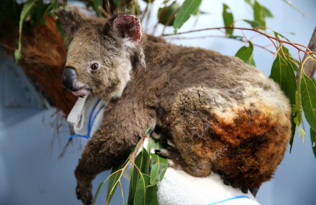 Koala Hospital Works To Save Injured Animals Following Bushfires Across Eastern Australia