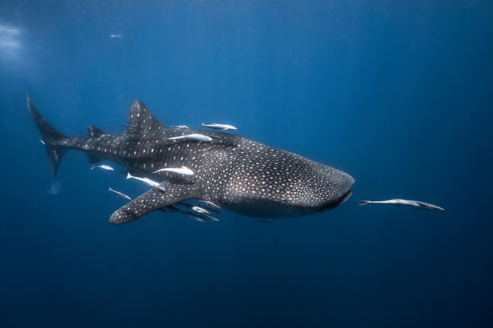 WHALE SHARK definição e significado