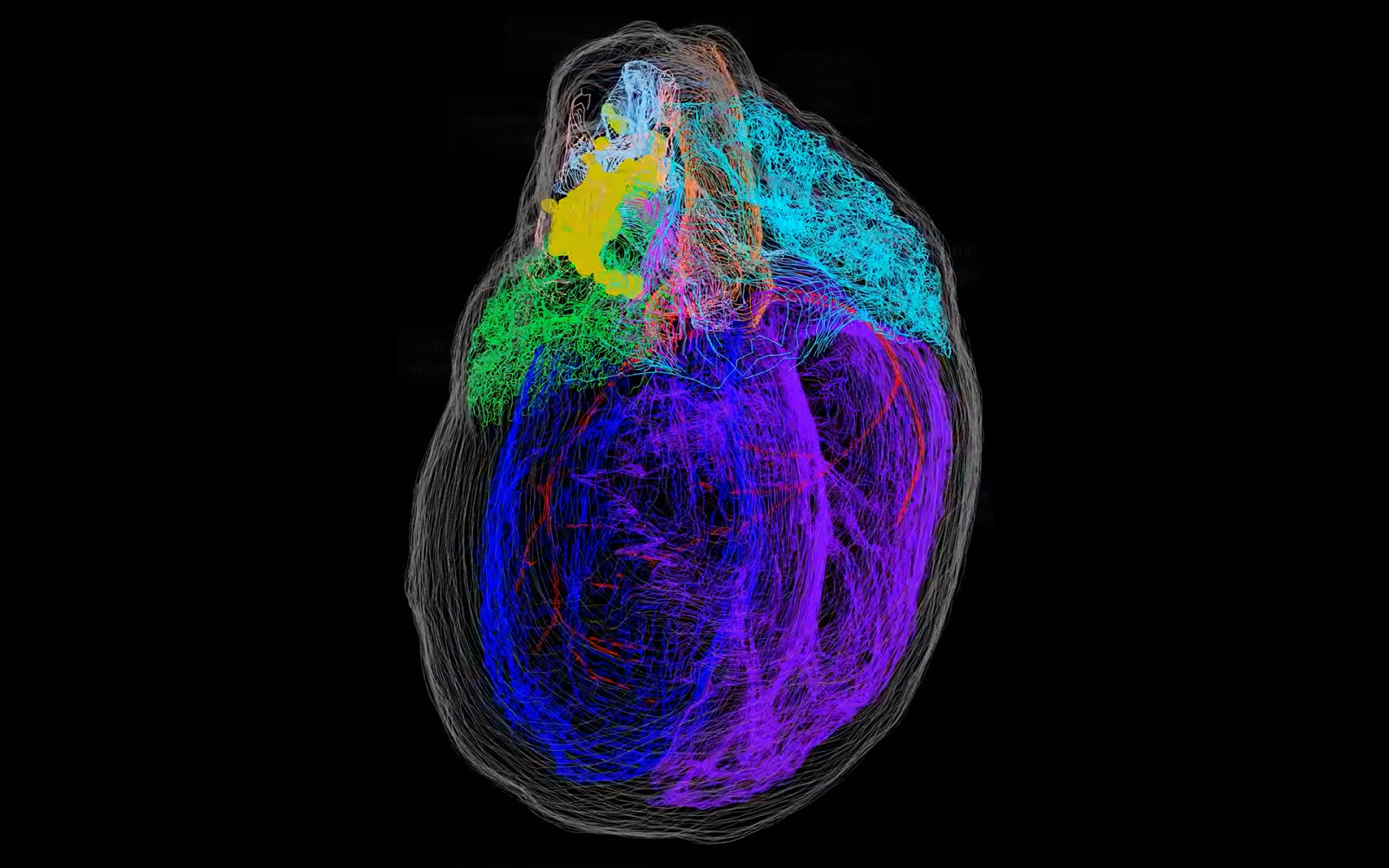 Little brain. Нейроны сердца. Трехмерная модель сердца человека. Маленький мозг сердца.