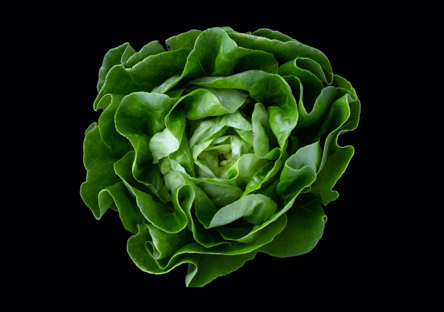 Alface blockchain Auchan