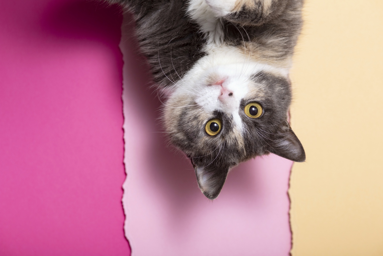 gato