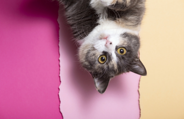 gato