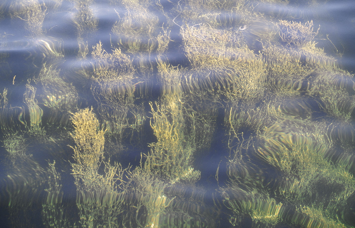 Por que as algas marinhas podem ser o tecido do futuro?