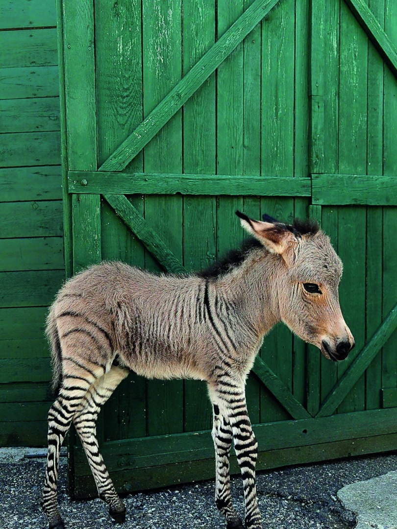 Visão | Animais híbridos: que “mistura” esquisita!