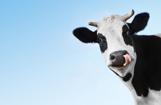 vaca cómica