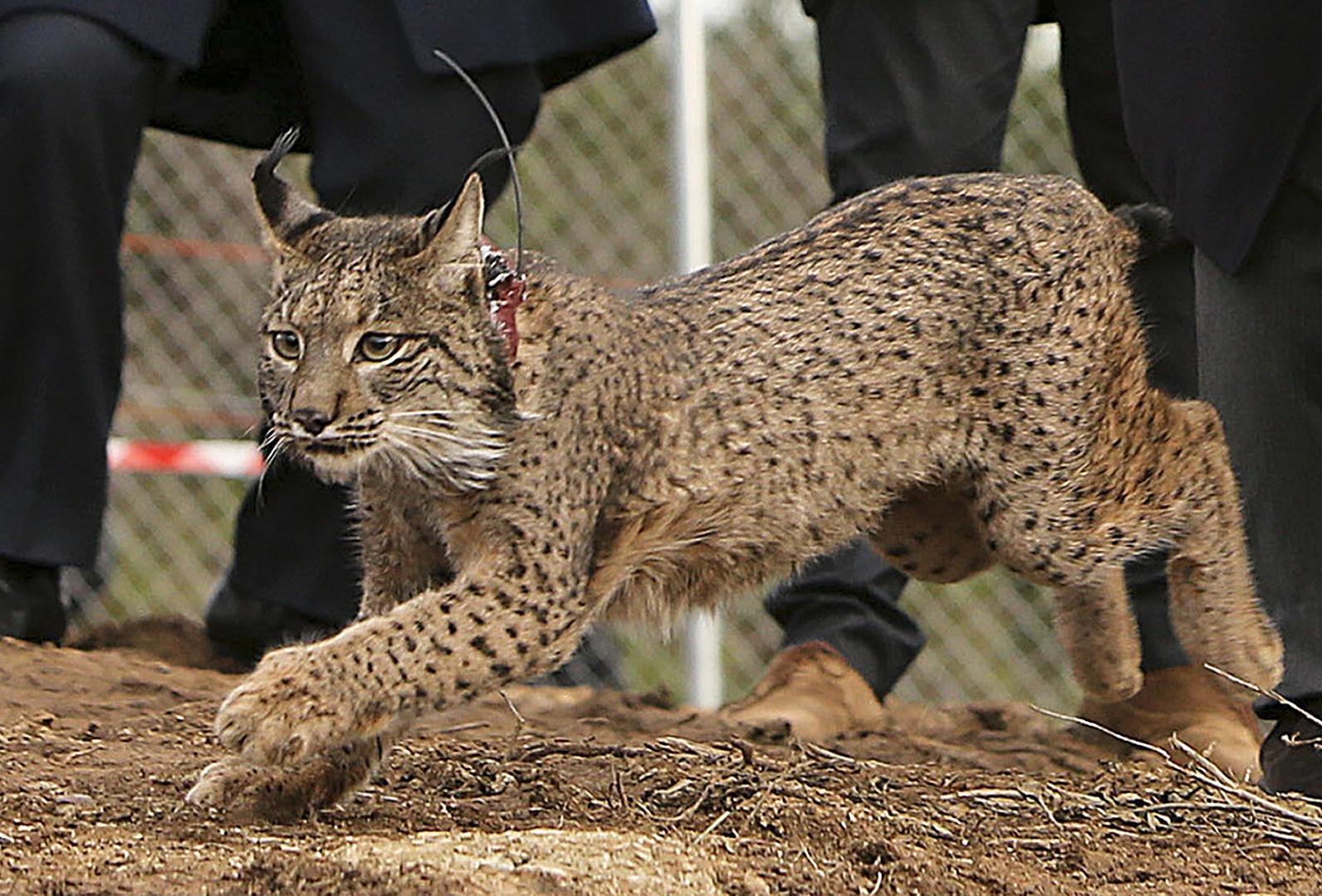 Lince ibérico