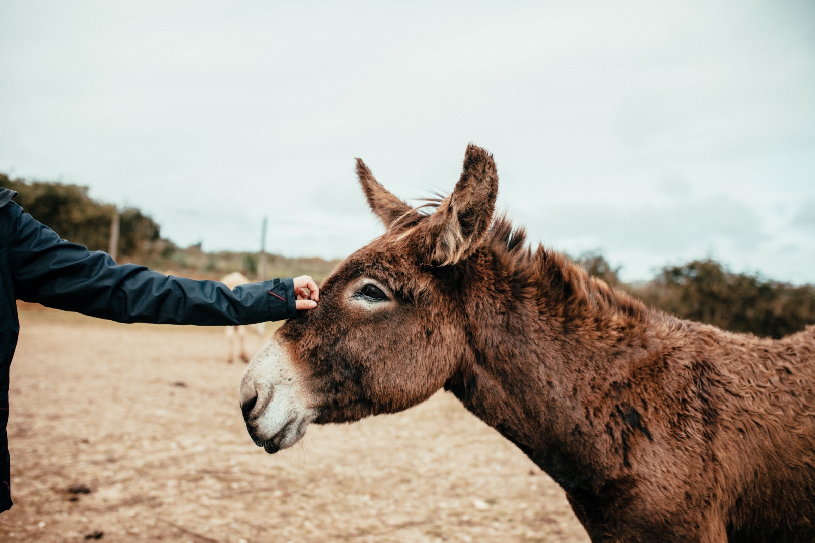 Moinho de Vento Com Burro