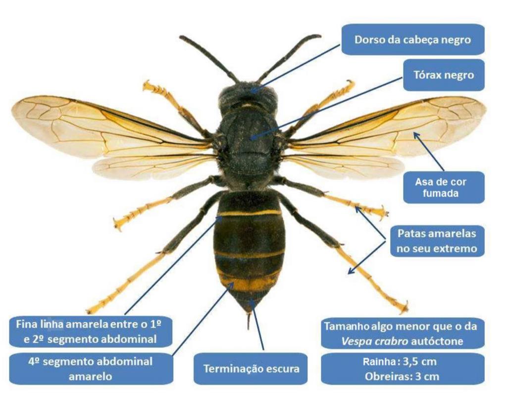 luta contra a vespa asiática: o que é um larvicida? – abelhas à beira