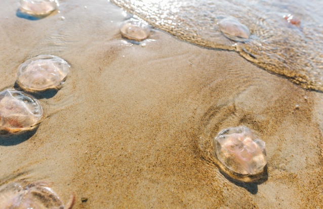 peixes-aranha alforrecas e ouriços-do-mar praia