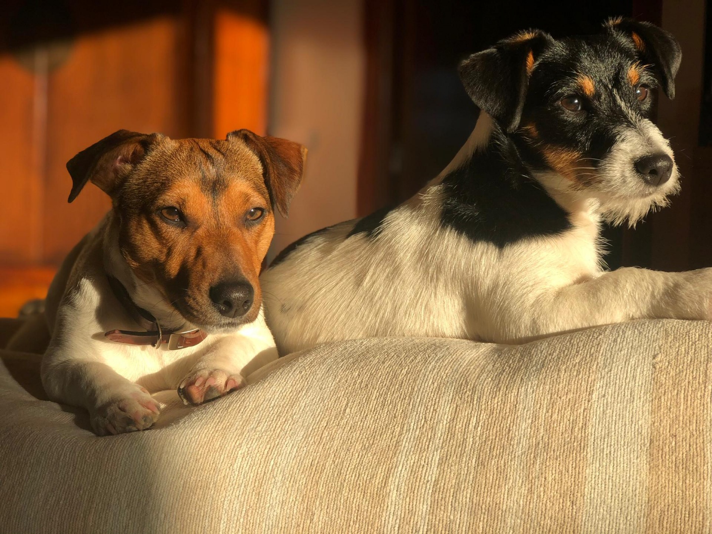 Visão | De que forma os cães e outros animais de estimação beneficiam a  nossa saúde?