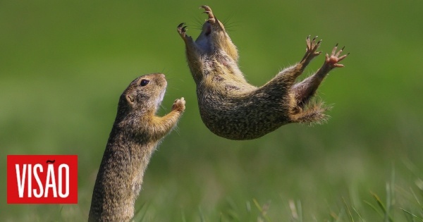 Comedy Wildlife Photography Awards 2021: Um destes animais vai ser eleito o mais cómico do ano